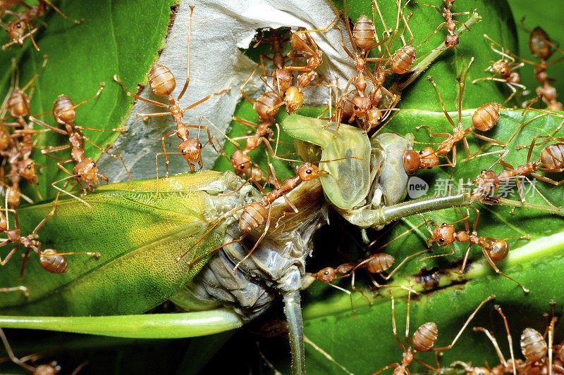 蚱蜢的身体在被蚂蚁拖拽到巢穴时被撕裂和分离——动物行为。