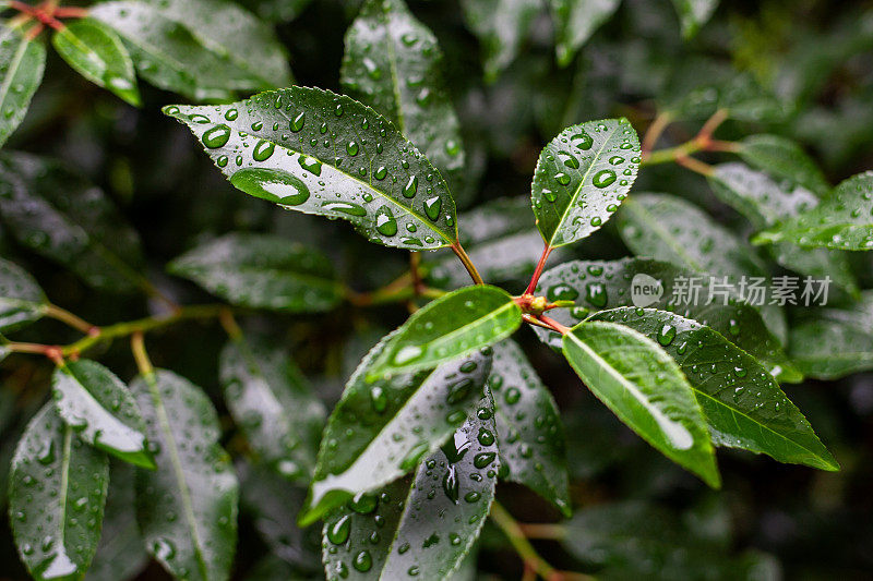 绿叶上有雨滴