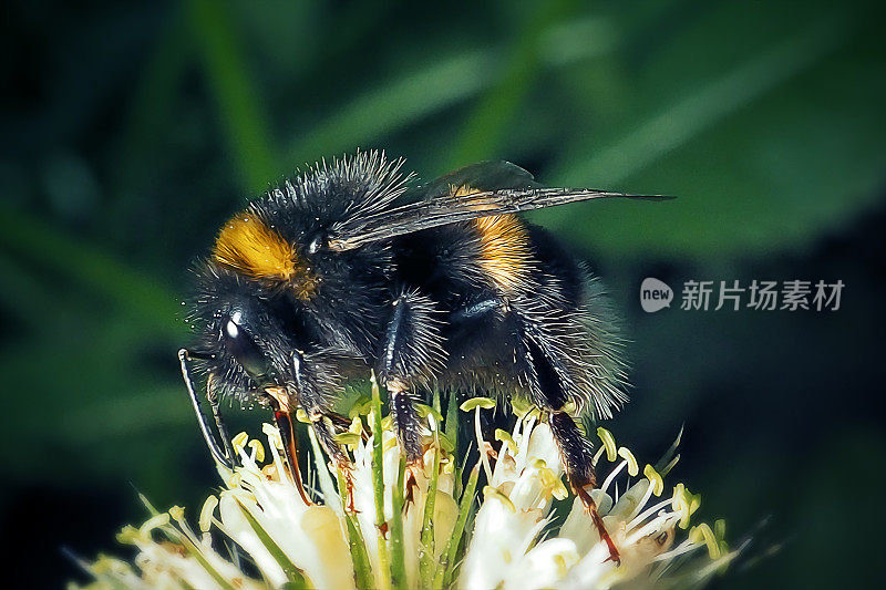 黄尾大黄蜂昆虫