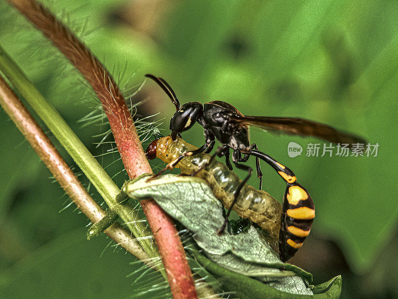 一只黄蜂正在吃它的猎物。