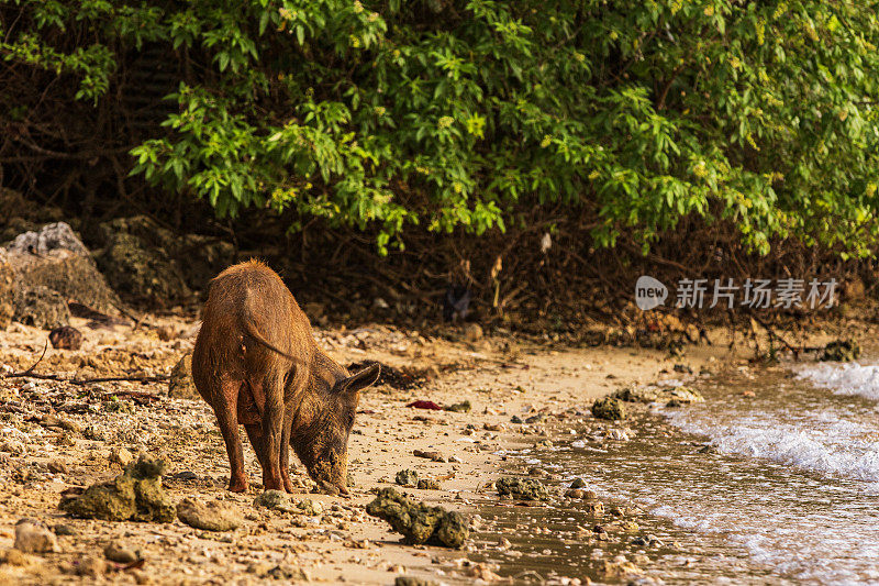 流浪猪边走边觅食