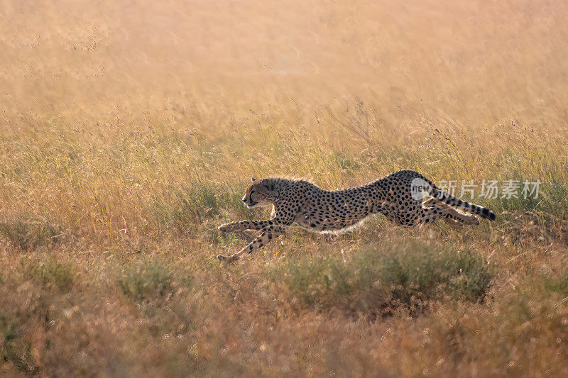 追逐——黎明时分，一只猎豹在美丽的坦桑尼亚塞伦盖蒂平原上追逐一只野兔