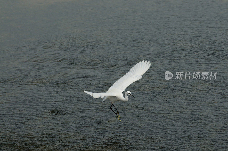 鸟类在山东省的一个湿地公园里进食