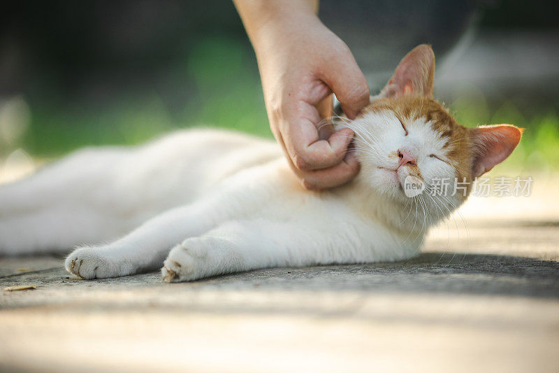 有人在抚摸一只街头小猫