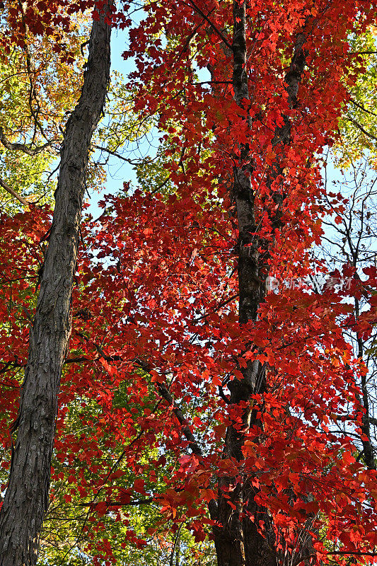 秋天的树林里有红枫，旁边是山胡桃
