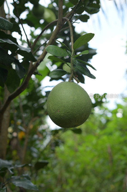 葡萄柚是逐渐成熟的热带水果，产于天江省、湄公河三角洲