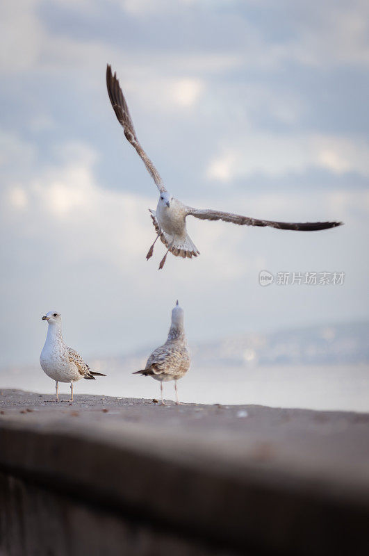 一群海鸥。