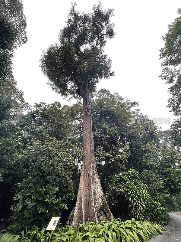 新加坡旅游图片