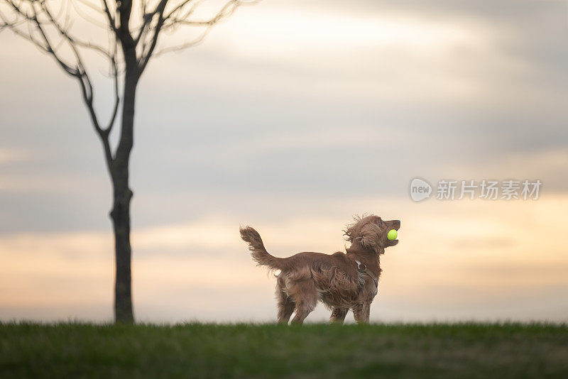 顽皮的可卡犬。