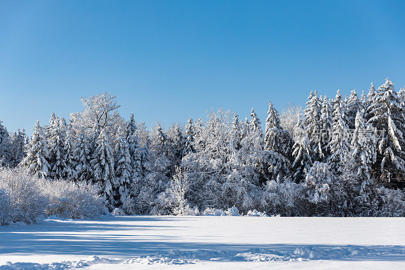 冬日里，阳光明媚的冬日里，白雪覆盖的树冠覆盖着厚厚的雪毯