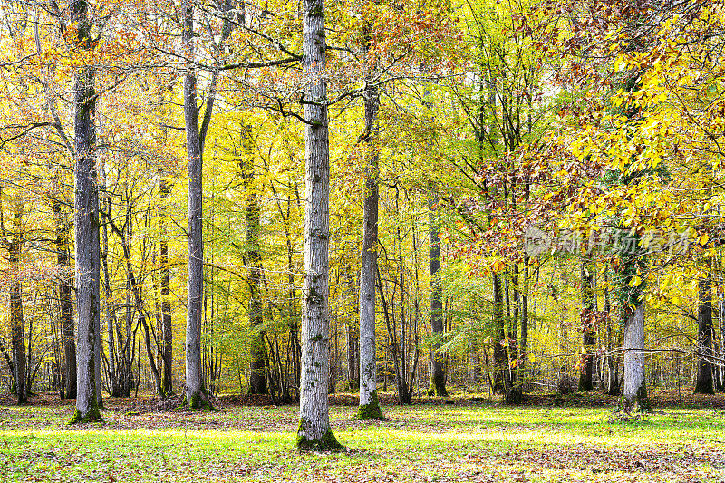 秋天的法国森林，在巴黎附近的法兰西岛