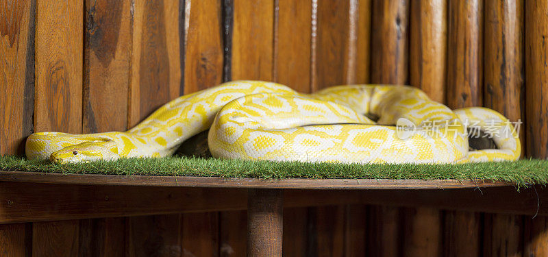 黄色的蟒蛇躺在绿色的草地上