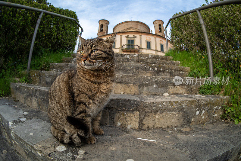 庇护所上的猫