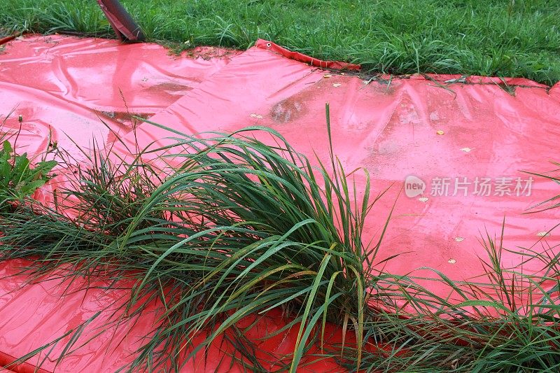 照片绿草从红色的遮阳篷中发芽。