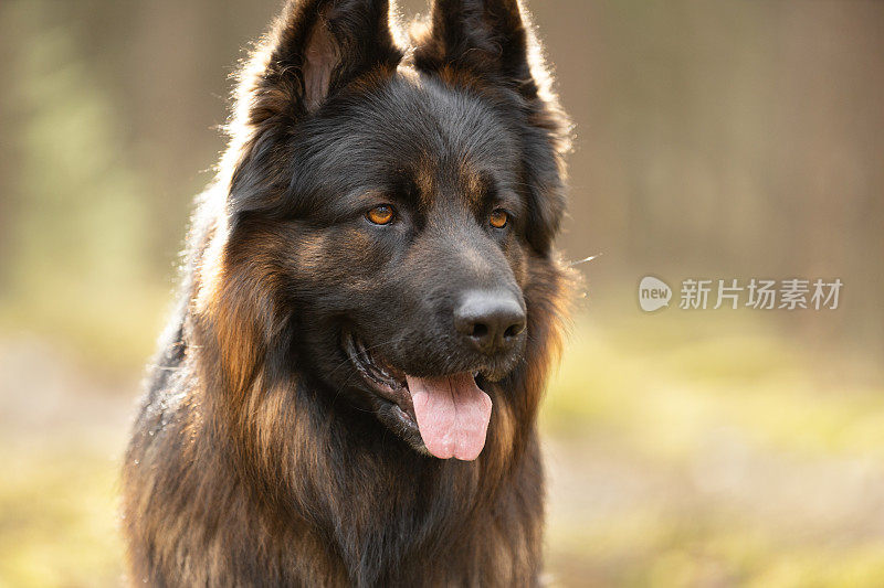 阳光明媚的日子里，德国牧羊犬的肖像