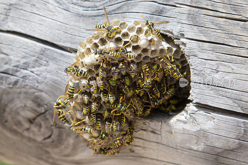 黄蜂用黄蜂筑巢