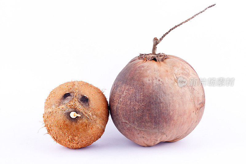 椰子壳和棕熟椰子为椰奶