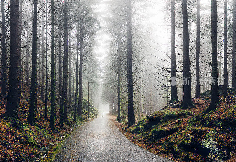 雾中的挪威森林
