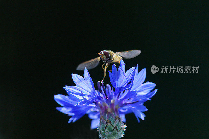 食蚜蝇在浅