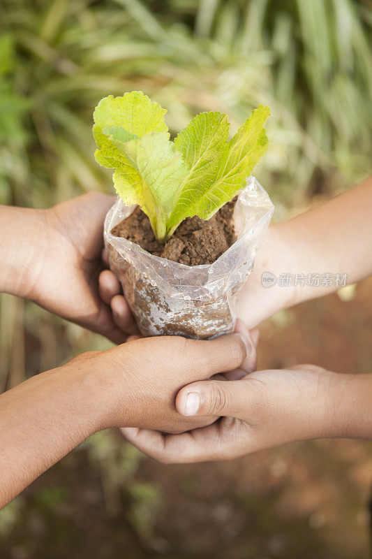 孩子们手里拿着植物幼苗。园艺。环境保护。