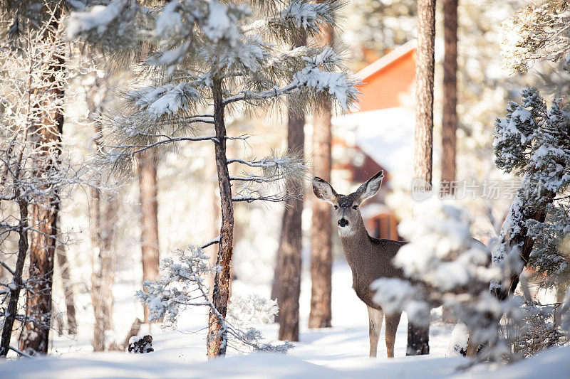 雪林中的鹿