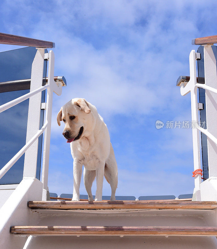 拉布拉多寻回犬