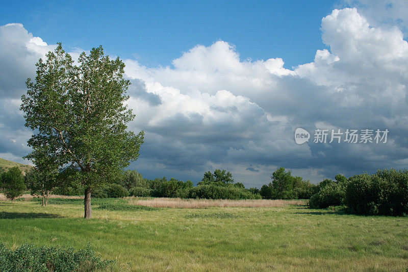 绿树小草和若隐若现的乌云天空擦肩而过