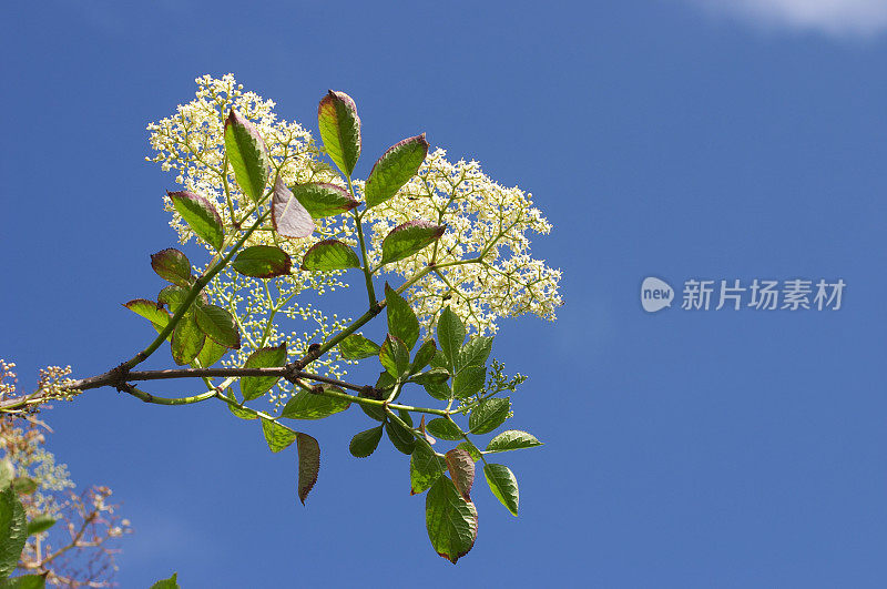 接骨木花黑刺白花衬蓝