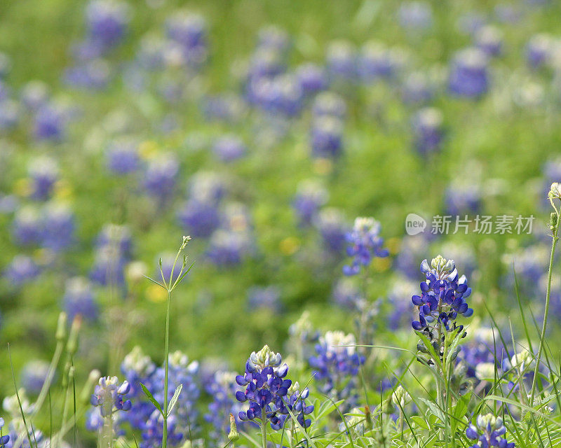 矢车菊背景