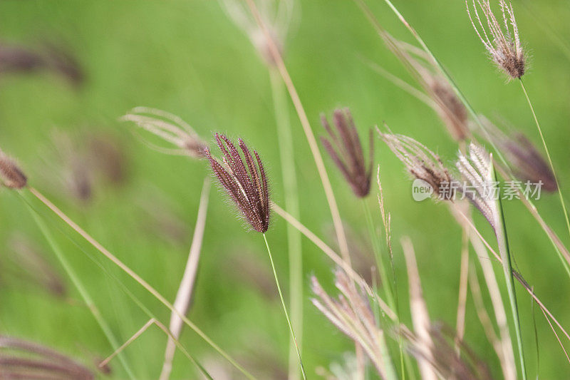 绿草的穗轴在风中靠近