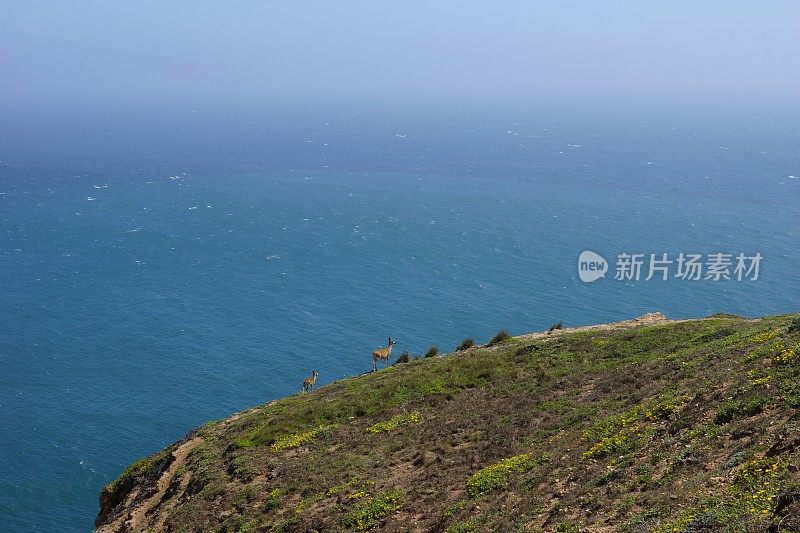 雷斯岬鹿