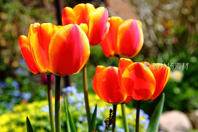 春天的花坛上有五颜六色的黄色和橙色的郁金香