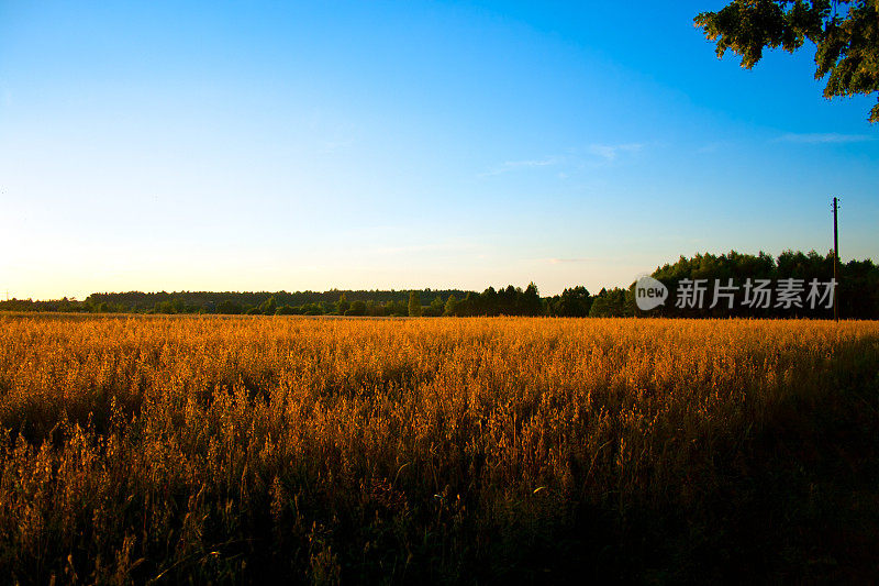 Oat领域