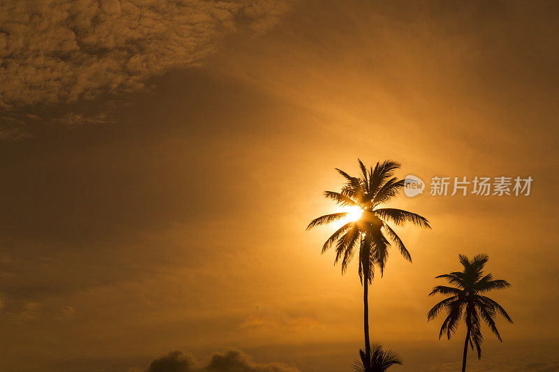 日落时的椰子树