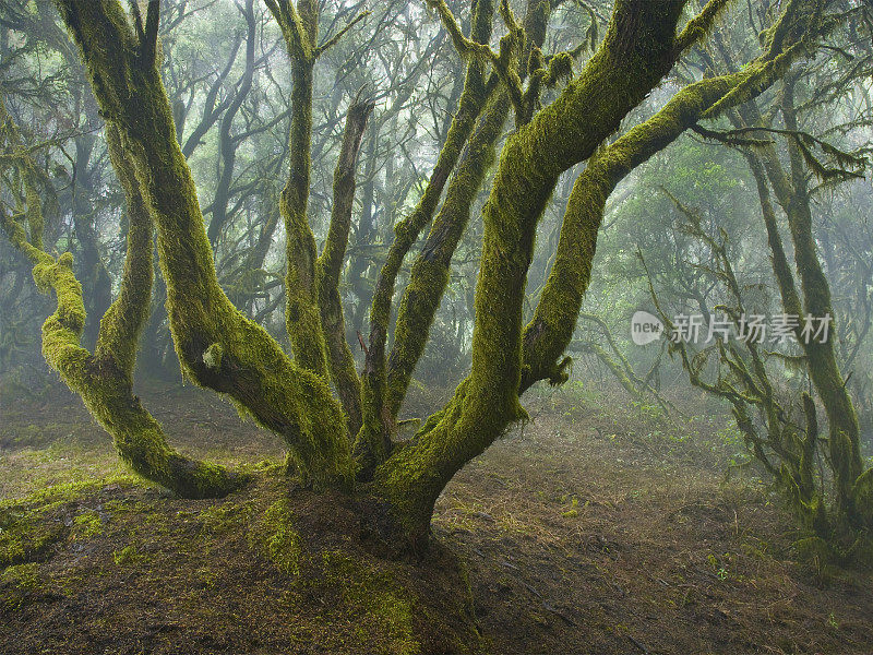 西班牙加那利群岛上的神秘雨林