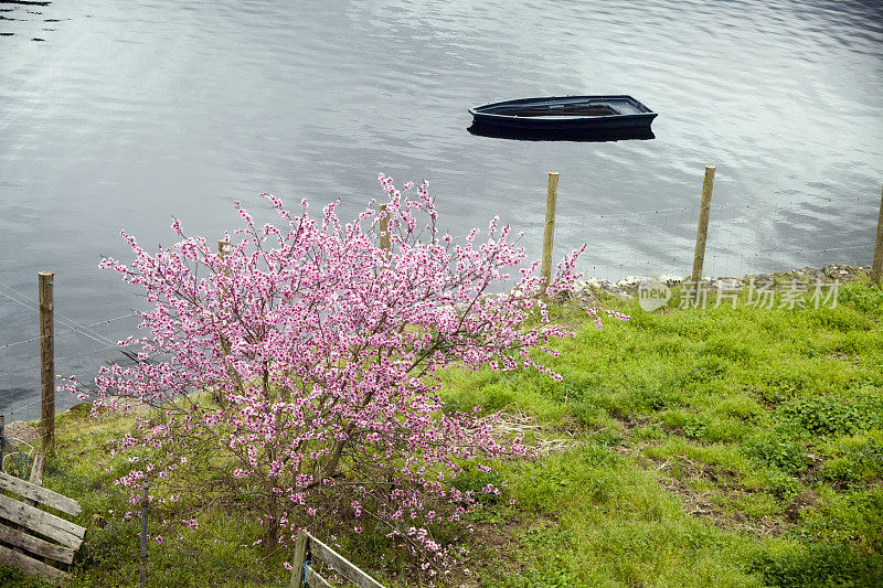 樱花树粉红色开花，河流Miño水面背景，加利西亚的里贝拉萨克拉。