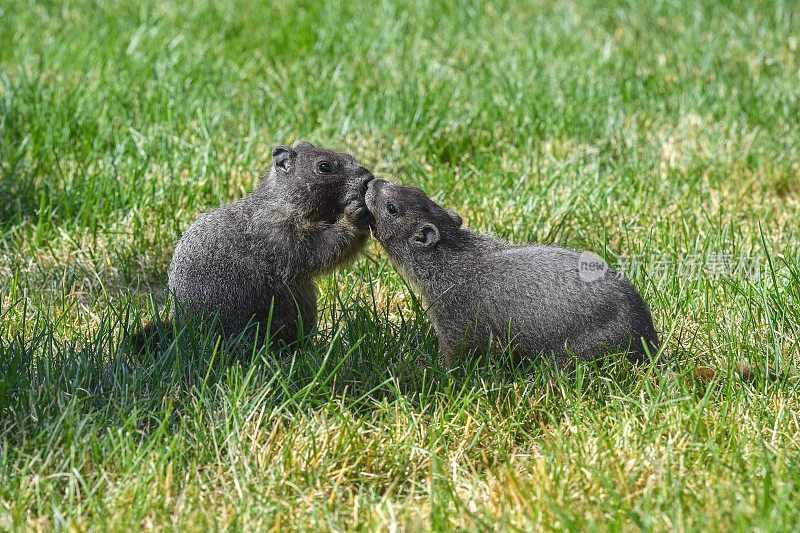 两只土拨鼠分享他们的食物