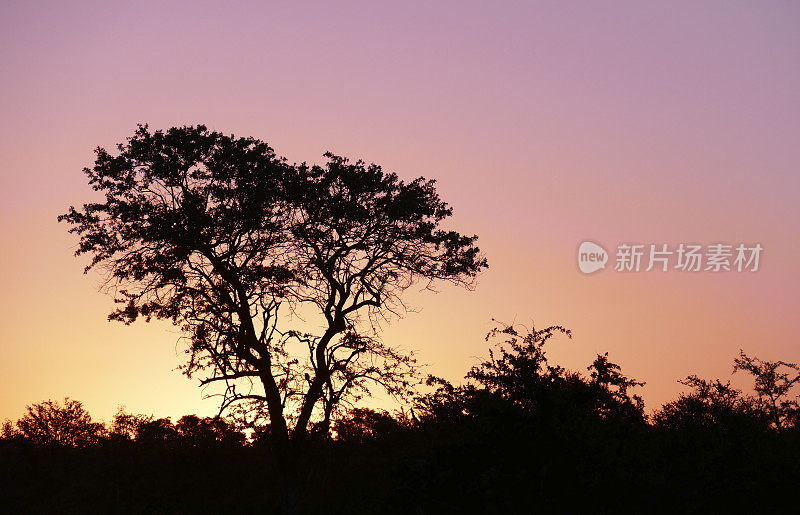 南非马迪克维野生动物保护区的非洲日落和马鲁拉树的剪影