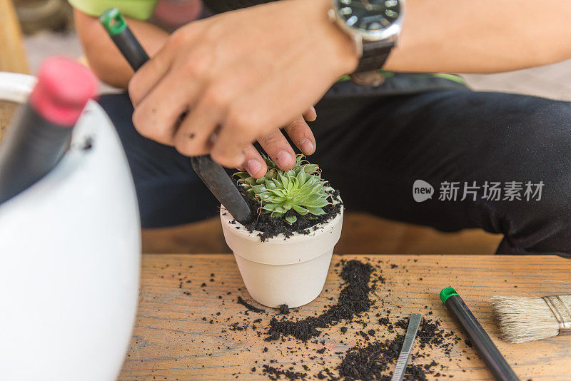 年轻的园丁在白色的陶器中制作多肉植物