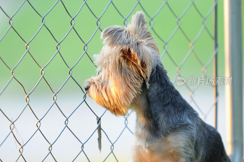 隔着栅栏看的约克夏