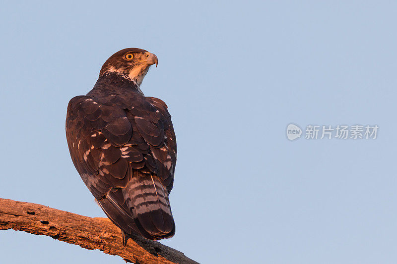 非洲hawk-eagle