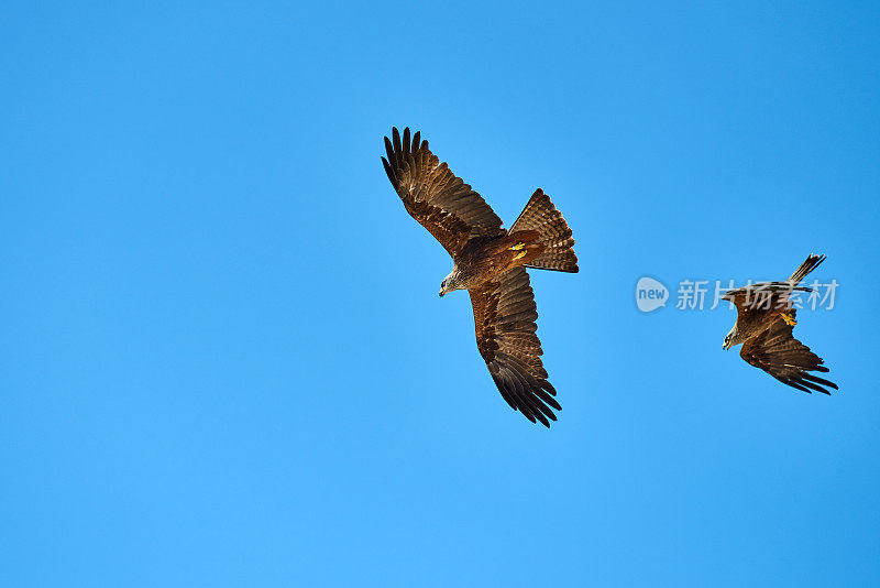 鹰在天空中飞翔