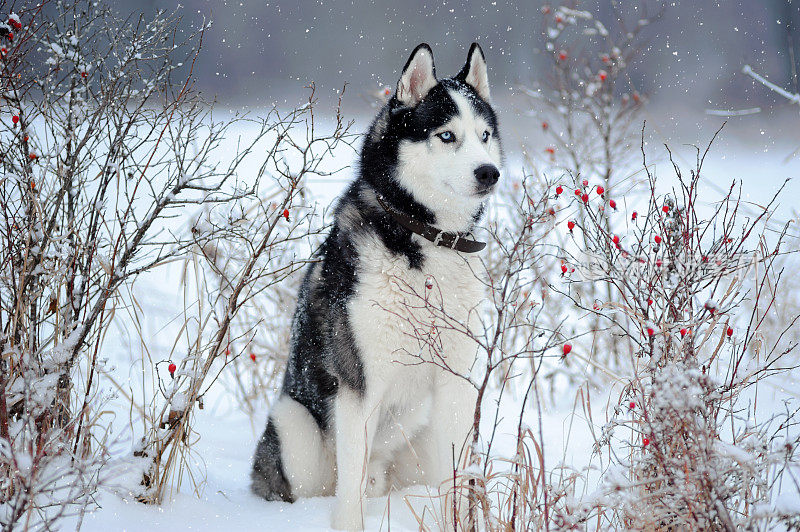 西伯利亚雪橇犬的狗