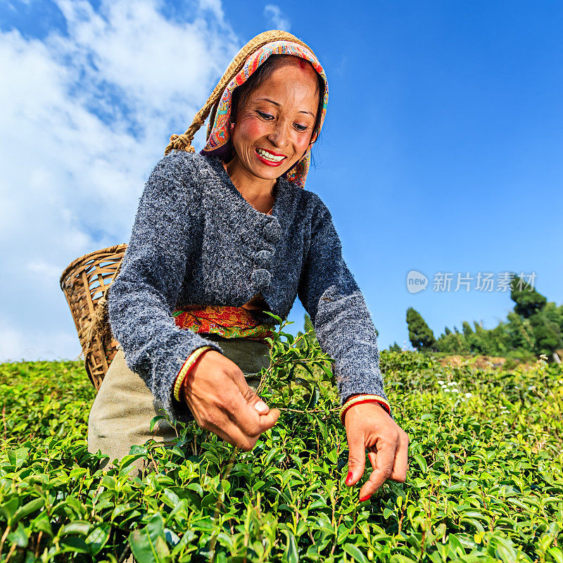 印度大吉岭，印度采摘者在采摘茶叶