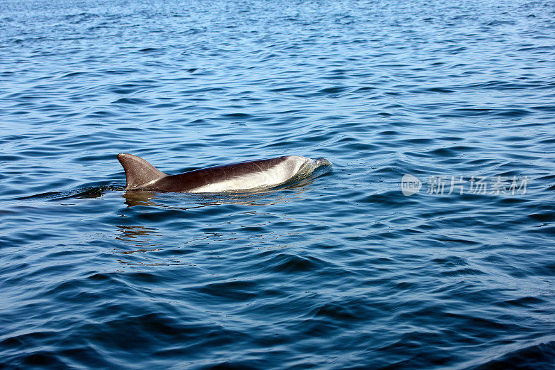 在秘鲁附近的太平洋中野生的海豚