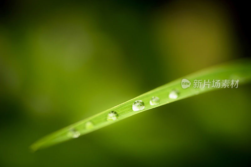 雨滴落在草叶上