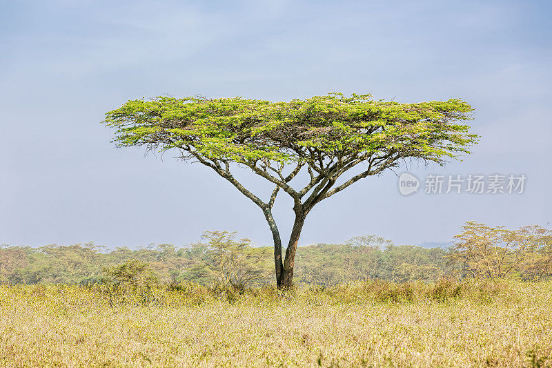 孤独非洲相思树