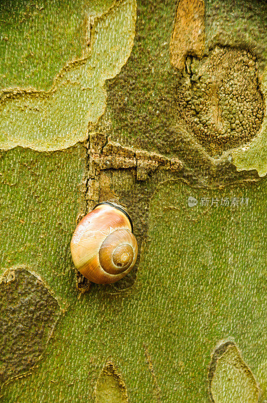 梧桐树上的蜗牛