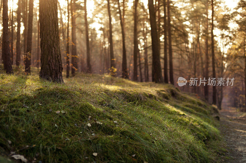 日出时的森林草地和小路