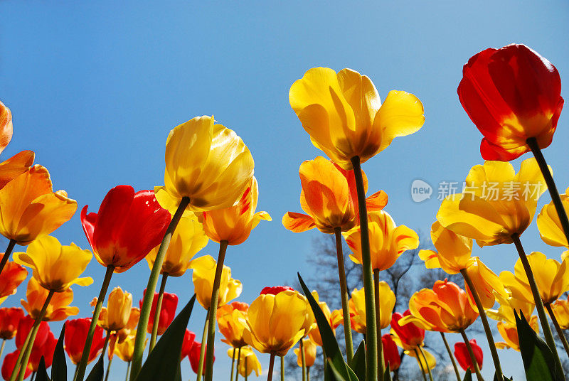 春天，红色和黄色的郁金香直插云霄